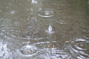 雨の写真